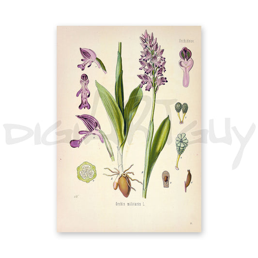 Military orchid from Köhler’s Medicinal Plants / Orchis militaris