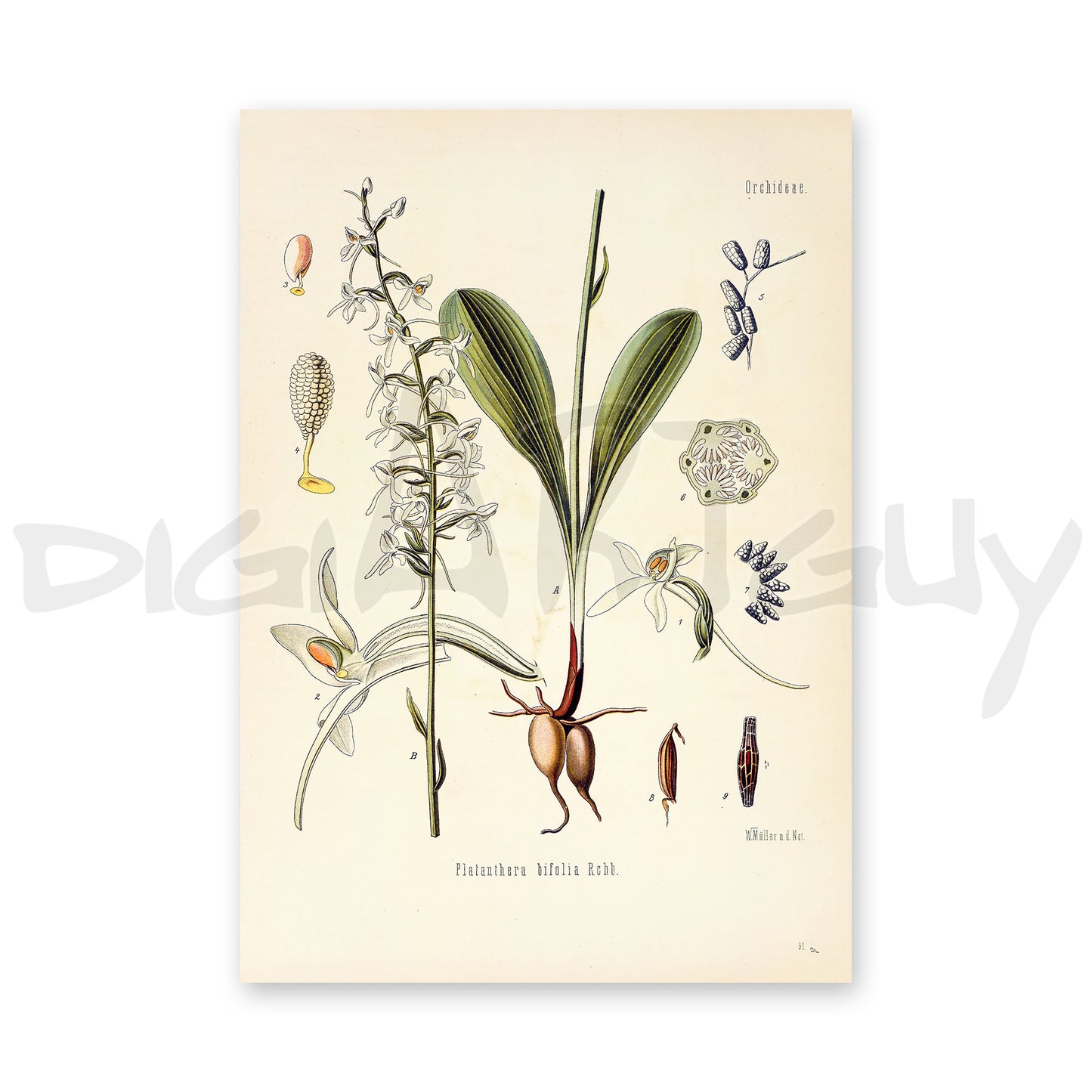 Lesser Butterfly-orchid from Köhler’s Medicinal Plants / Platanthera bifolia