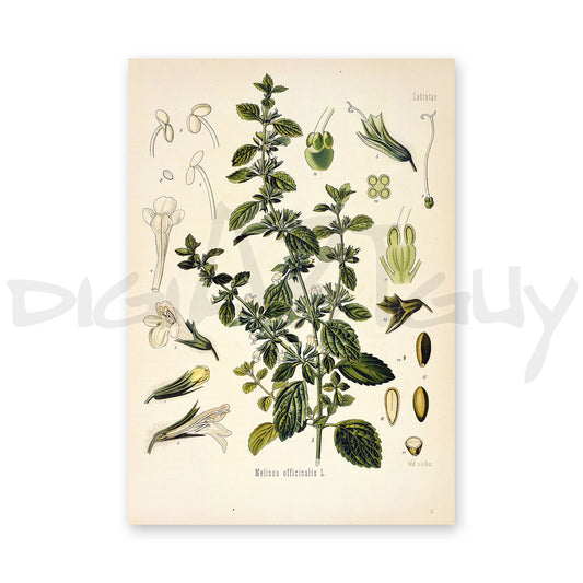 Lemon balm from Köhler’s Medicinal Plants / Melissa officinalis