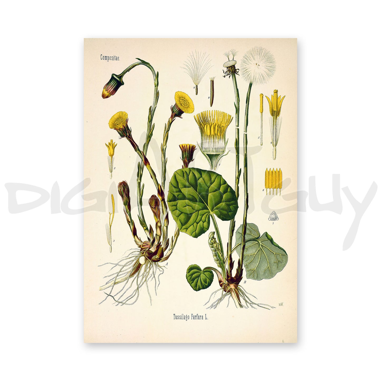 Coltsfoot from Köhler’s Medicinal Plants / Tussilago farfara