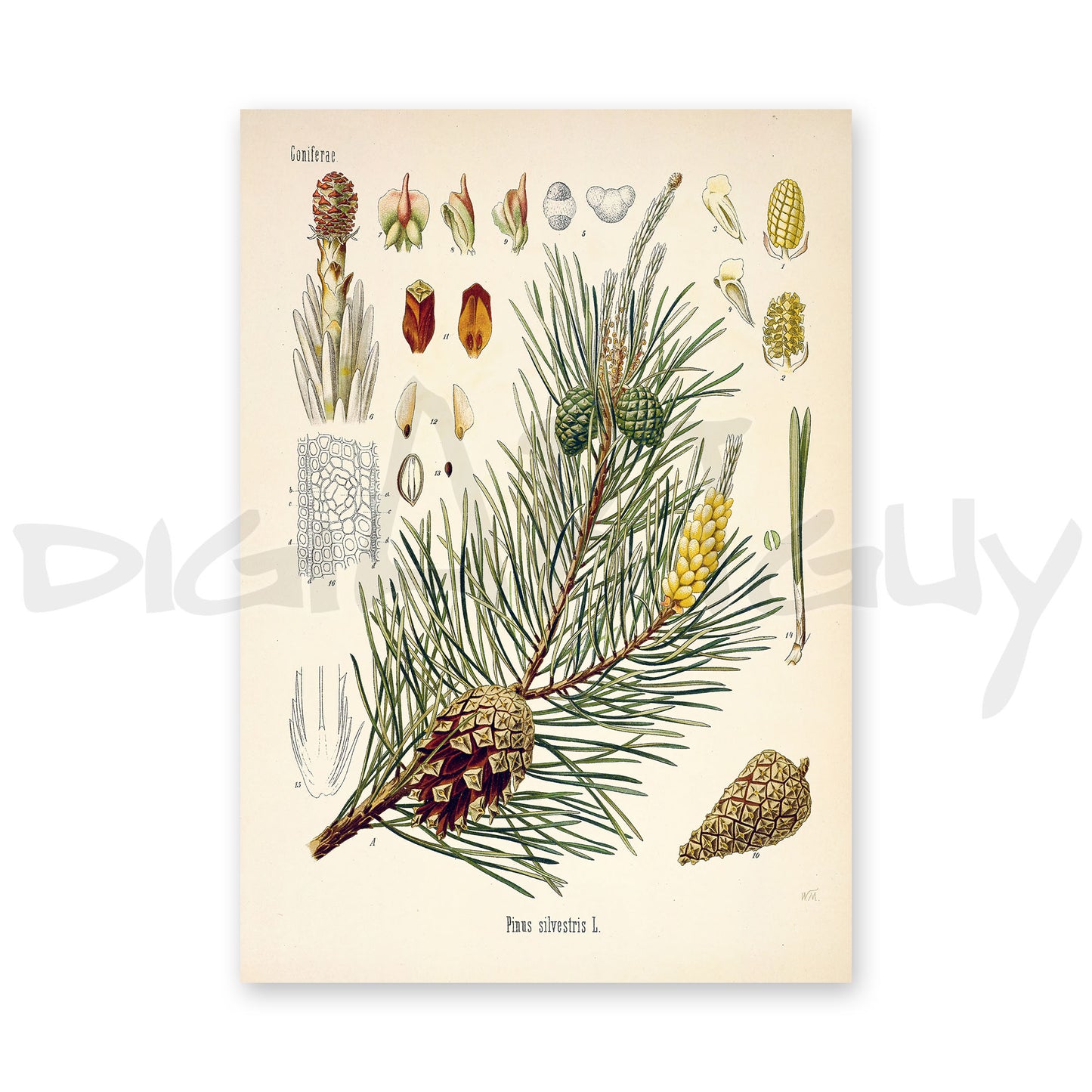 Scots pine or Baltic pine from Köhler’s Medicinal Plants / Pinus sylvestris