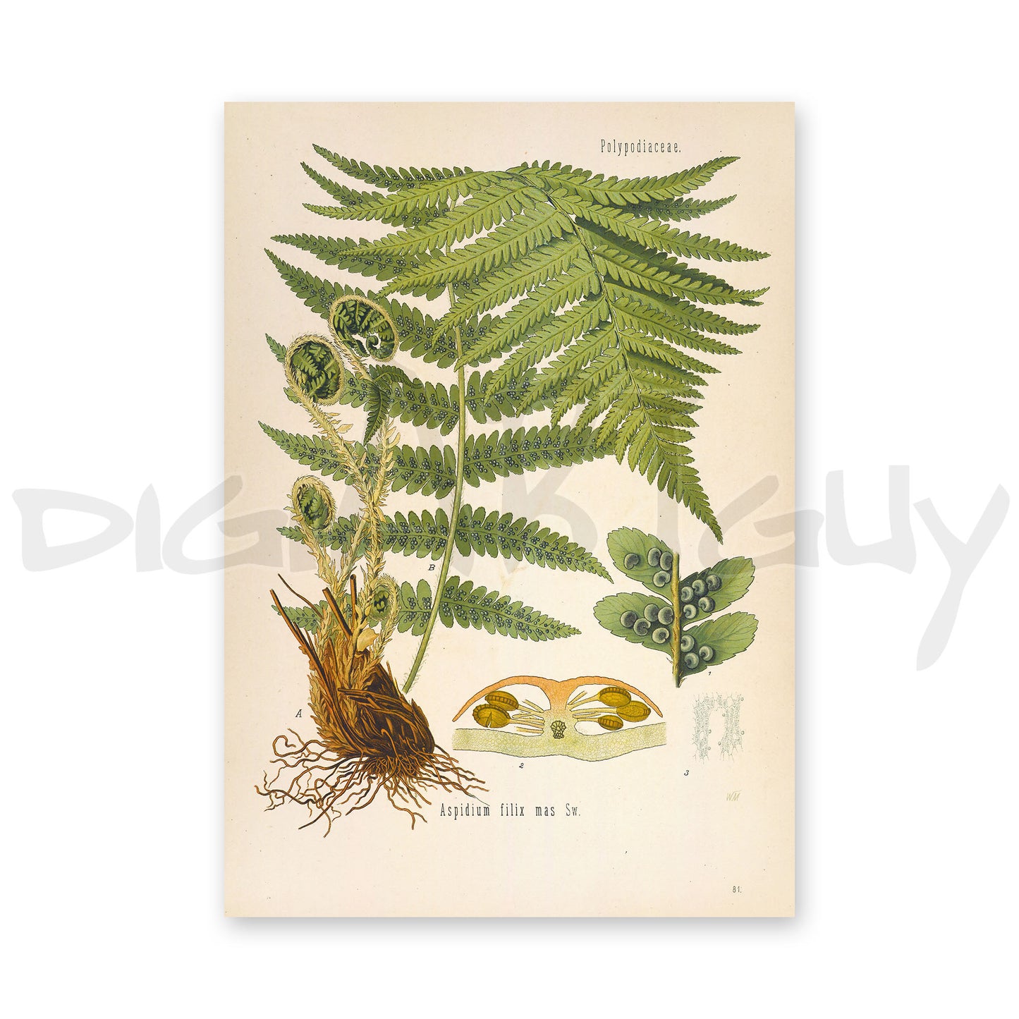 Male fern from Köhler’s Medicinal Plants / Dryopteris filix-mas