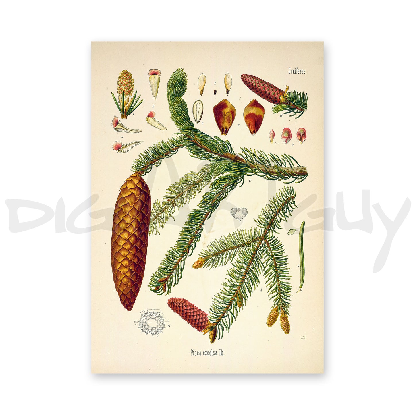 European spruce from Köhler’s Medicinal Plants / Picea abies