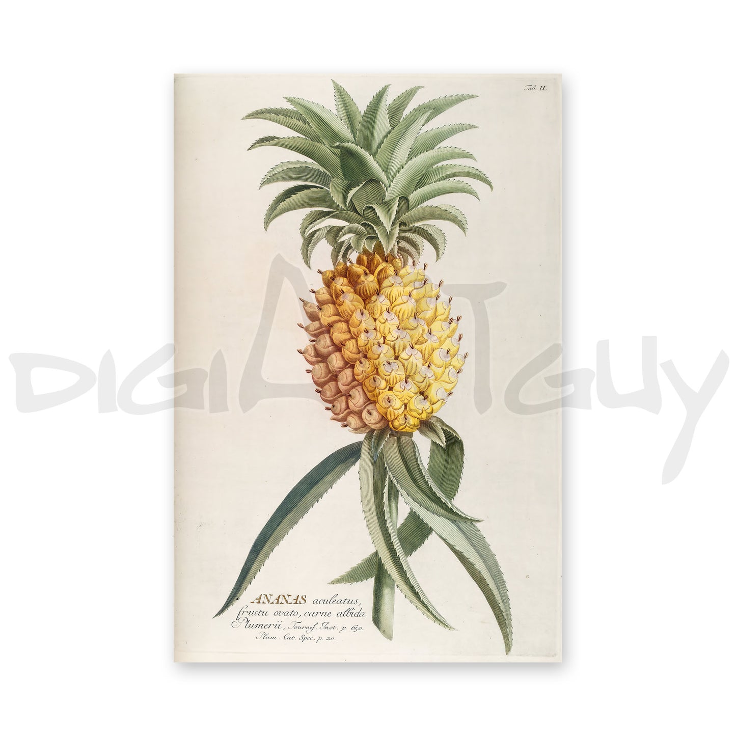 Ananas from Plantae selectae (Pineapple) Ananas aculeatus