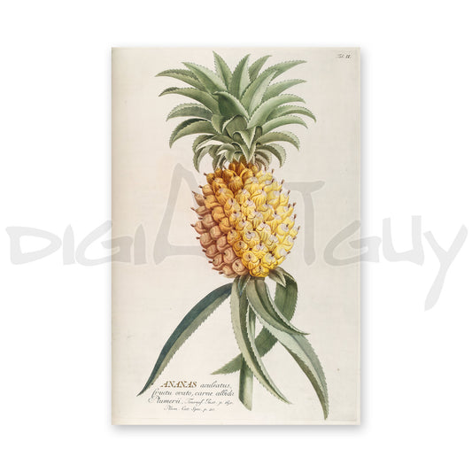 Ananas from Plantae selectae (Pineapple) Ananas aculeatus