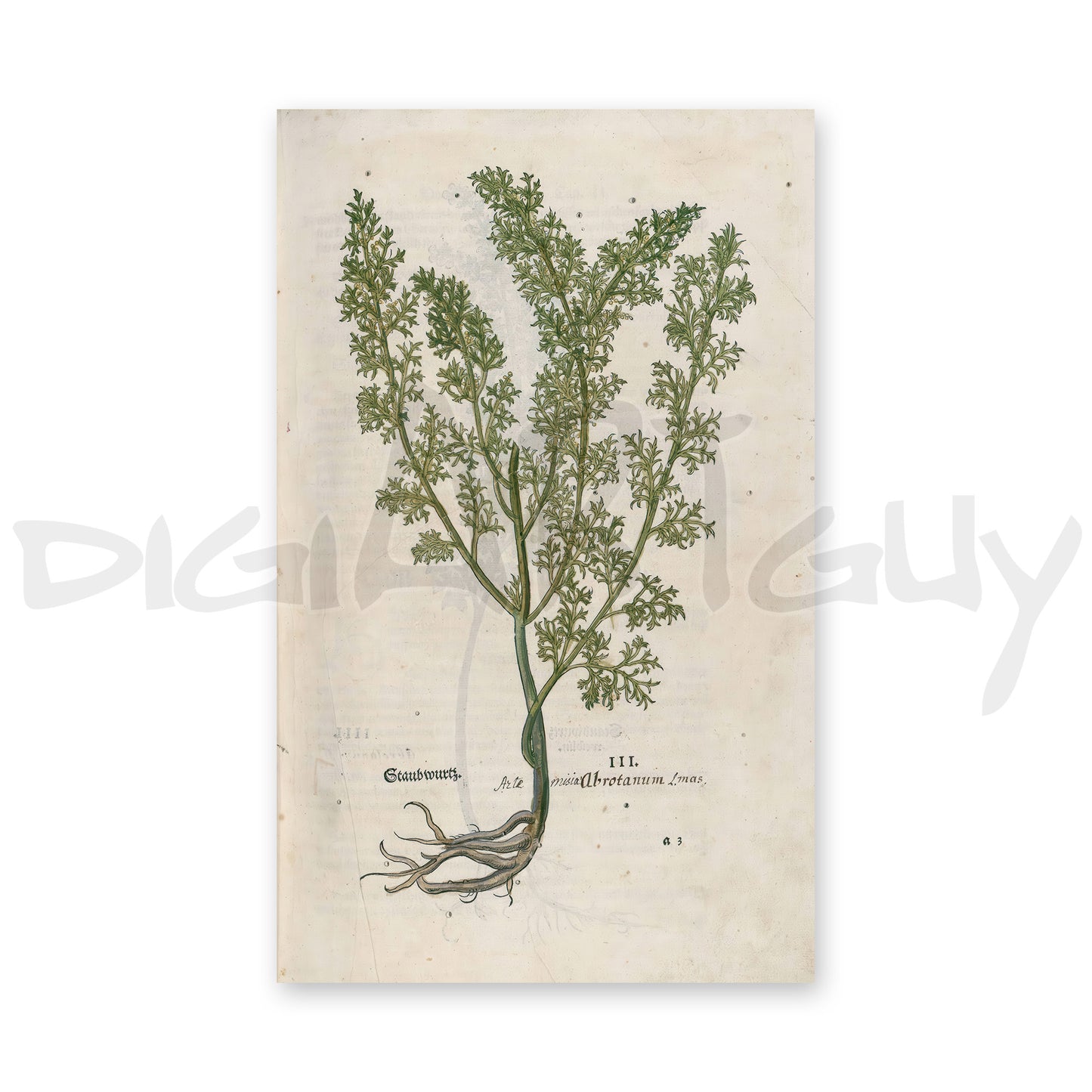 Artemisia abrotanum (Southernwood) – Leonhart Fuchs New Kreüterbuch, 1543