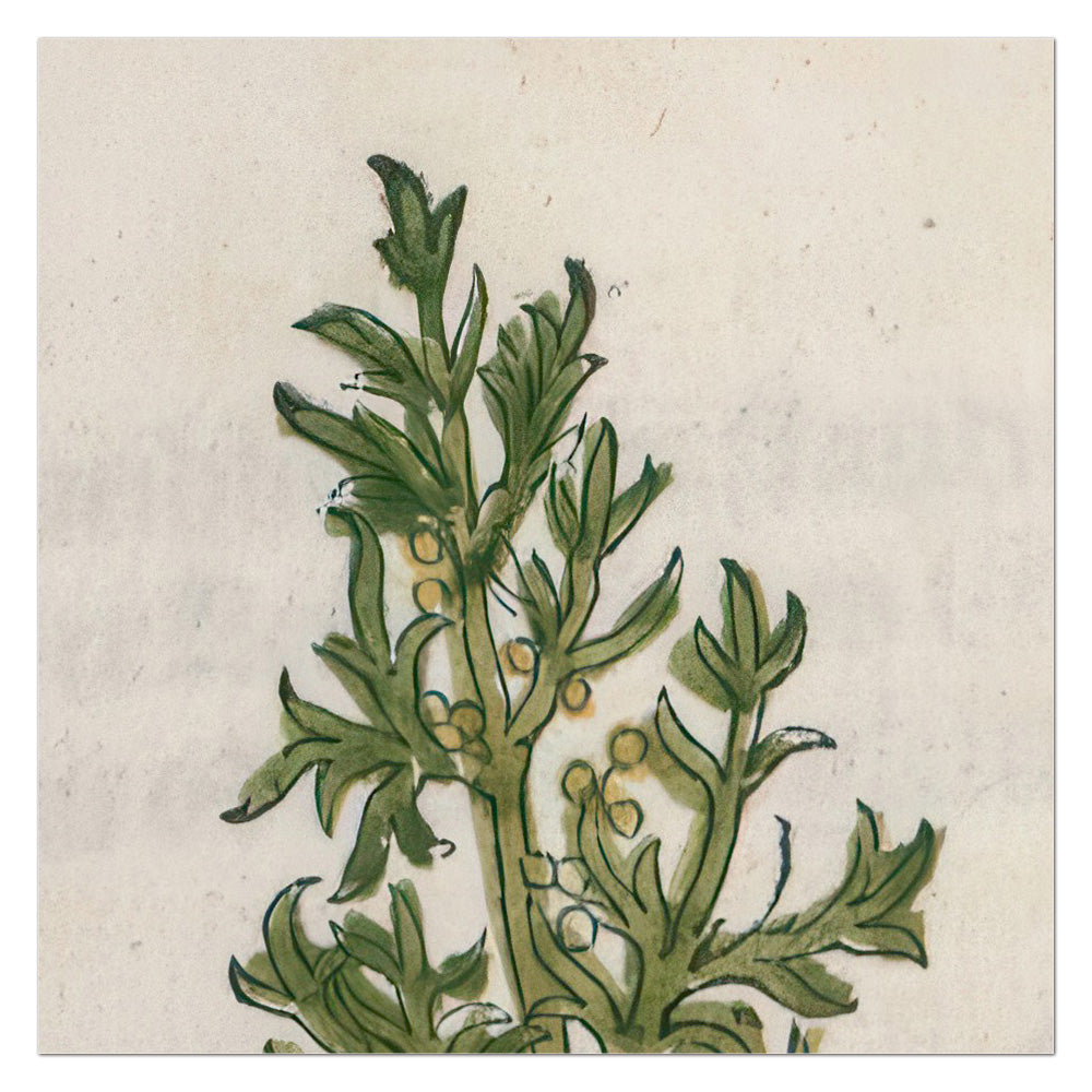 Artemisia abrotanum (Southernwood) – Leonhart Fuchs New Kreüterbuch, 1543