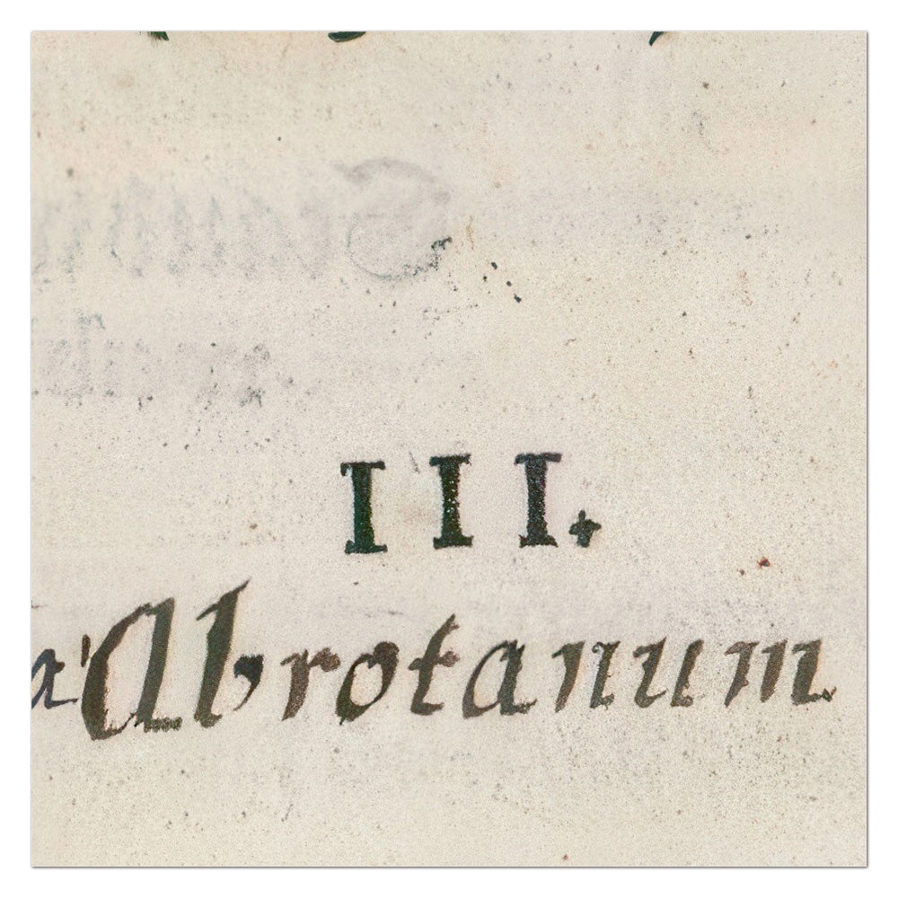 Artemisia abrotanum (Southernwood) – Leonhart Fuchs New Kreüterbuch, 1543