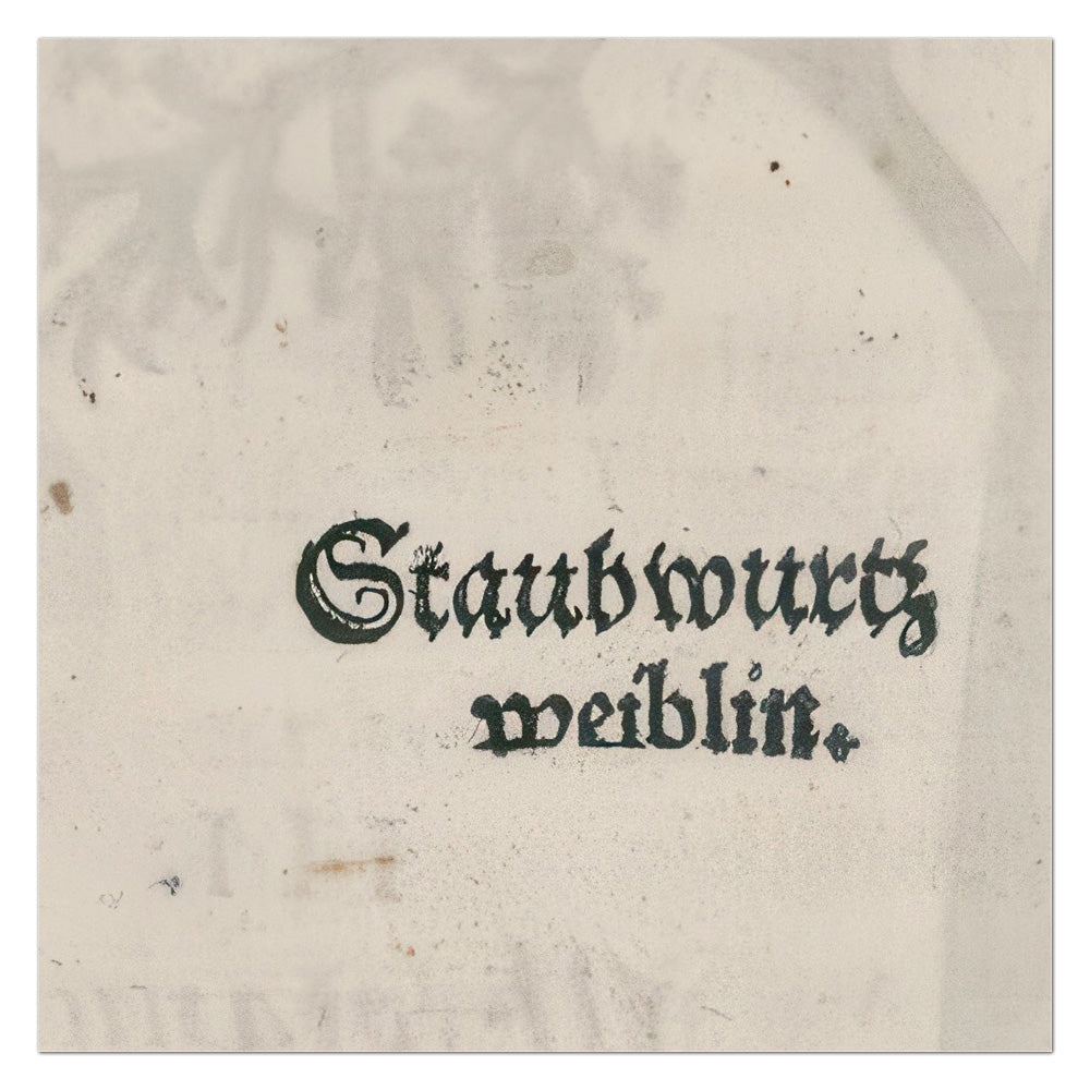 Artemisia pontica (Roman Wormwood) – Leonhart Fuchs New Kreüterbuch, 1543