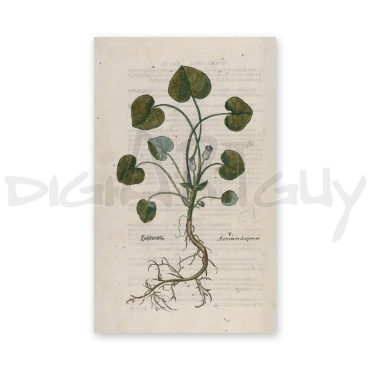 Asarum europaeum (European Wild Ginger) – Leonhart Fuchs New Kreüterbuch, 1543