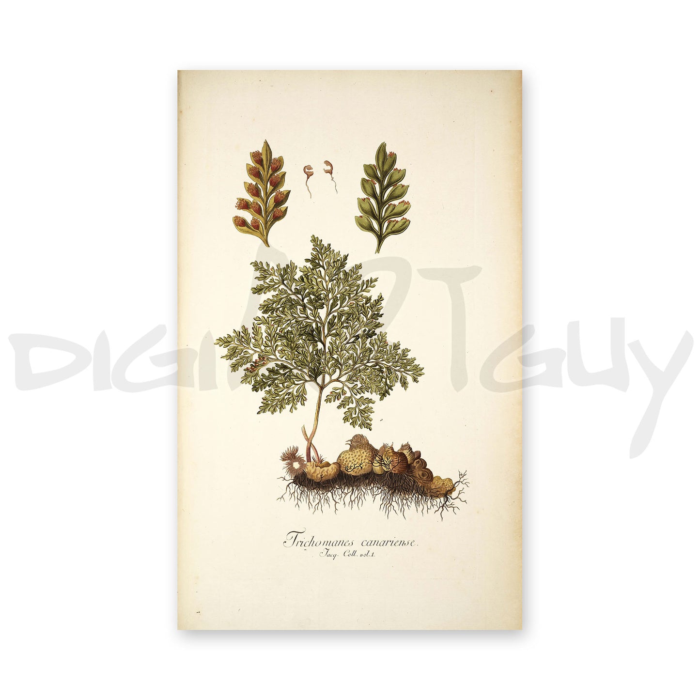 50 Illustrations of Rare Plants (Icones plantarum rariorum Vol.1 , 1781, pack 1)