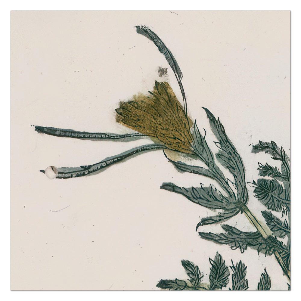 Descurainia sophia (Flixweed)– Leonhart Fuchs New Kreüterbuch, 1543