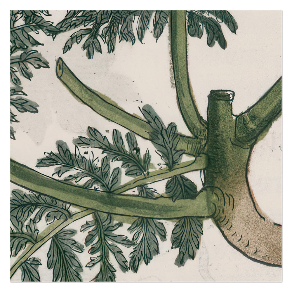 Descurainia sophia (Flixweed)– Leonhart Fuchs New Kreüterbuch, 1543