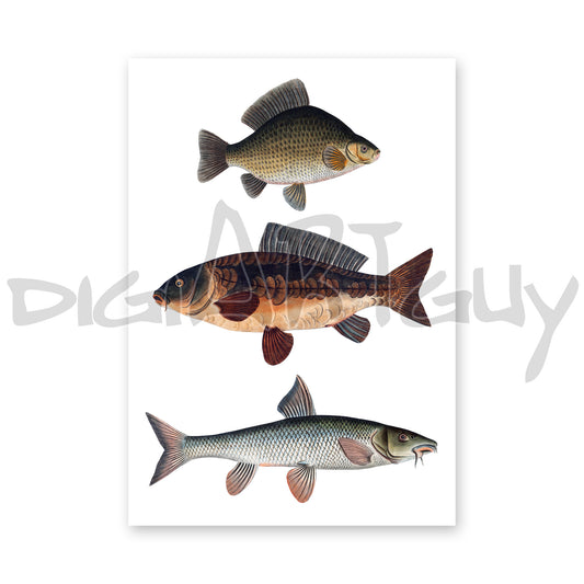 Vintage European Fish Art | Crucian Carp, Common Carp, Barbel | Digital Download | Bloch 18th Century