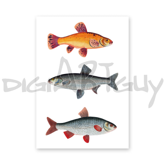 Vintage European Freshwater Fish Art | Digital Download | Gold Tench, Asp, Roach Chart | Bloch 18th Century Printable