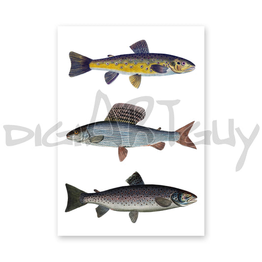 Fly Fishing Art | Stalling, Brown Trout & River Trout | Digital Download | Bloch 18th Century