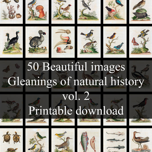 50 Beautiful images from Gleanings of Natural History, Volume 2