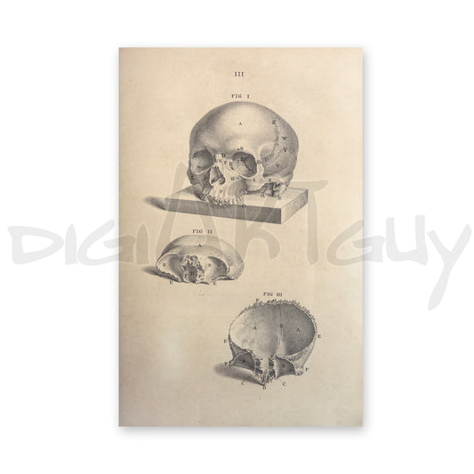 Human skull parts Osteographia 1, from an old book on osteology