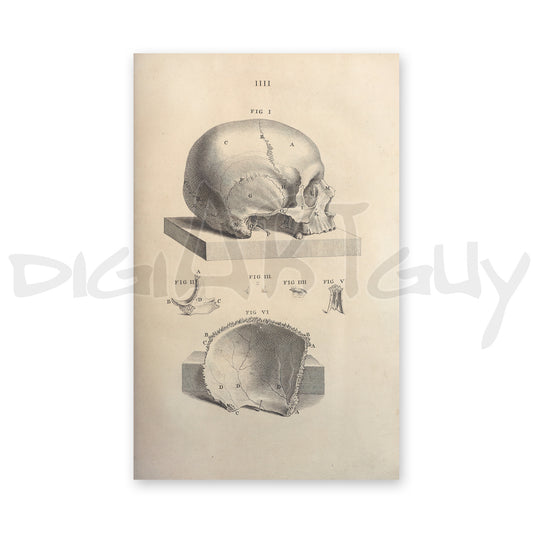 Human skull parts Osteographia 2, from an old book on osteology