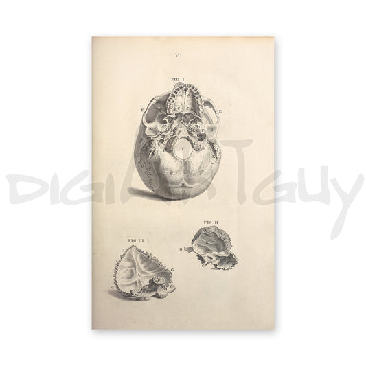 Human skull parts Osteographia 3, from an old book on osteology