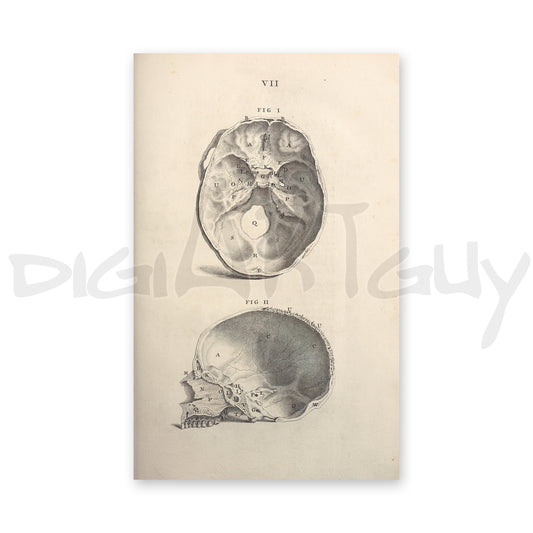 Human skull parts Osteographia 4, from an old book on osteology