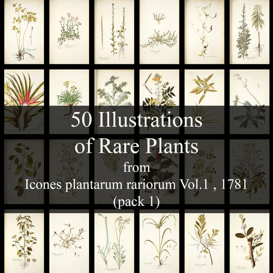 50 Illustrations of Rare Plants (Icones plantarum rariorum Vol.1 , 1781, pack 1)