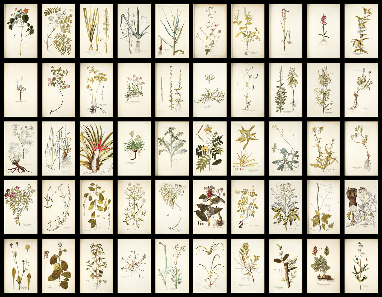 50 Illustrations of Rare Plants (Icones plantarum rariorum Vol.1 , 1781, pack 1)