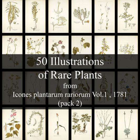 50 Illustrations of Rare Plants (Icones plantarum rariorum Vol.1 , 1781, pack 2)