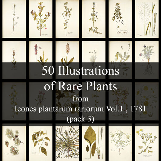 50 Illustrations of Rare Plants (Icones plantarum rariorum Vol.1 , 1781, pack 3)