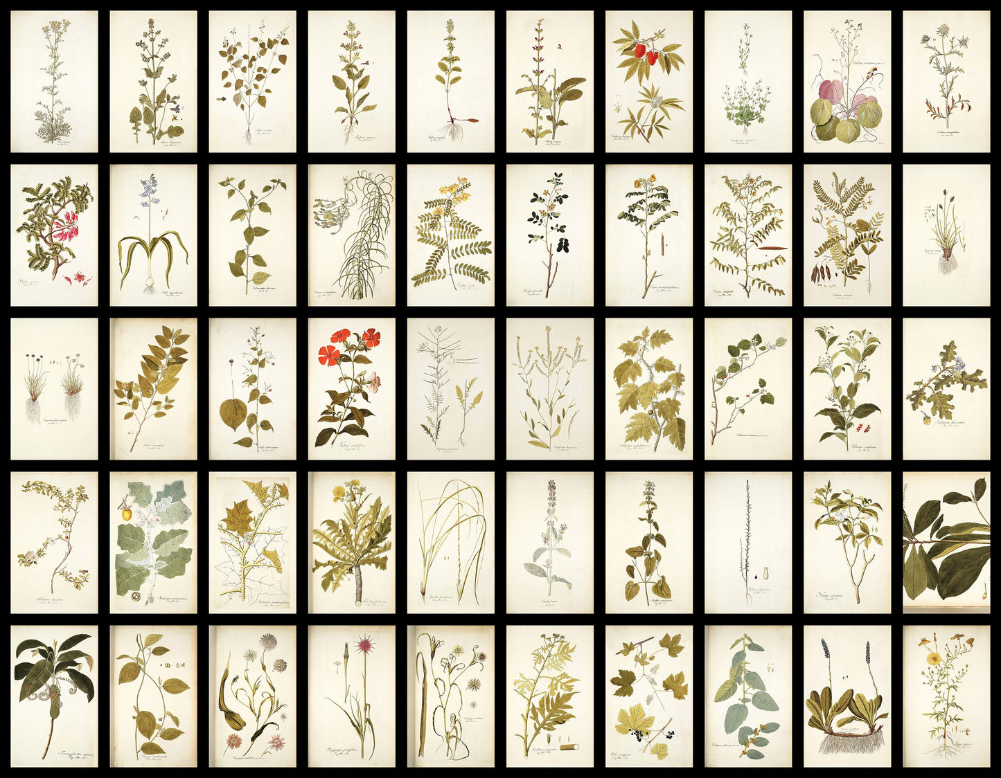 50 Illustrations of Rare Plants (Icones plantarum rariorum Vol.1 , 1781, pack 4)