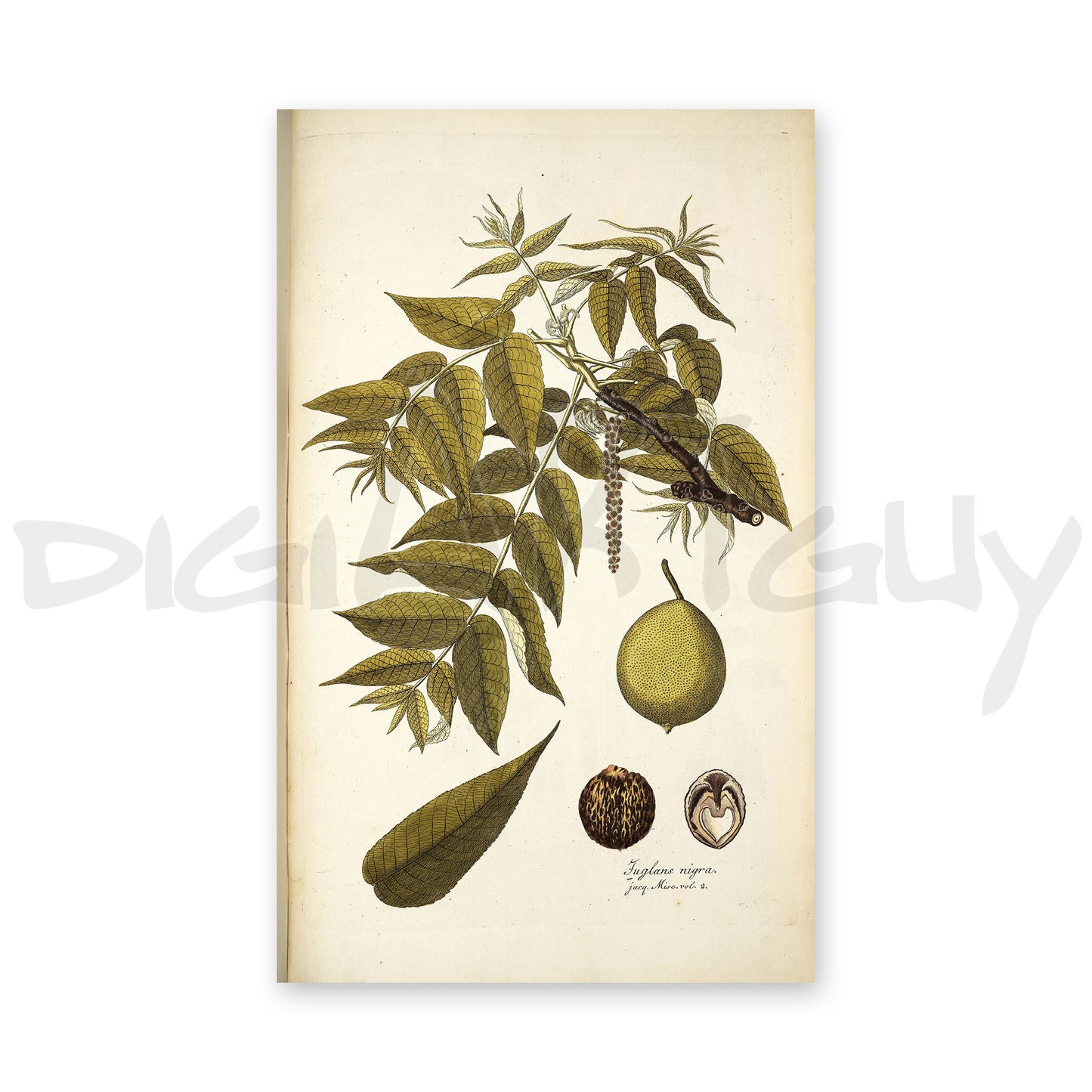 50 Illustrations of Rare Plants (Icones plantarum rariorum Vol.1 , 1781, pack 2)