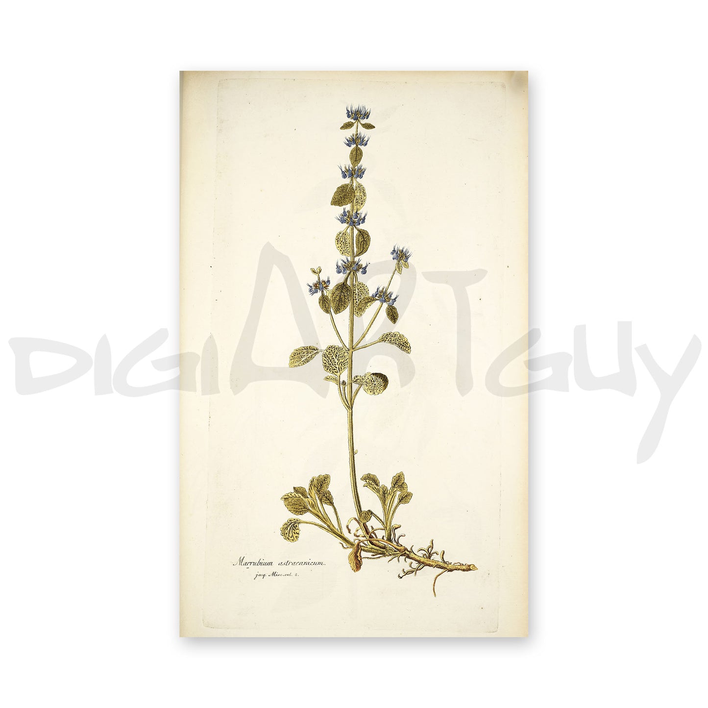 50 Illustrations of Rare Plants (Icones plantarum rariorum Vol.1 , 1781, pack 3)