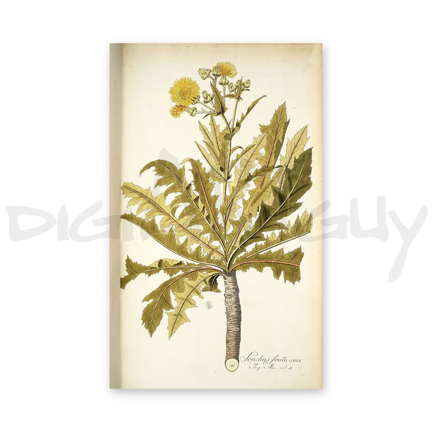 50 Illustrations of Rare Plants (Icones plantarum rariorum Vol.1 , 1781, pack 4)