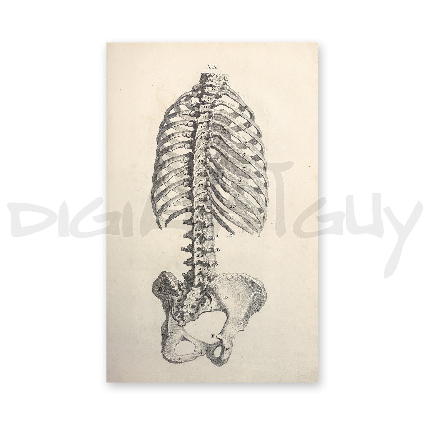 Bone structure of human torso (back), from an old book on osteology