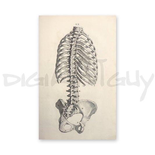 Bone structure of human torso (back), from an old book on osteology