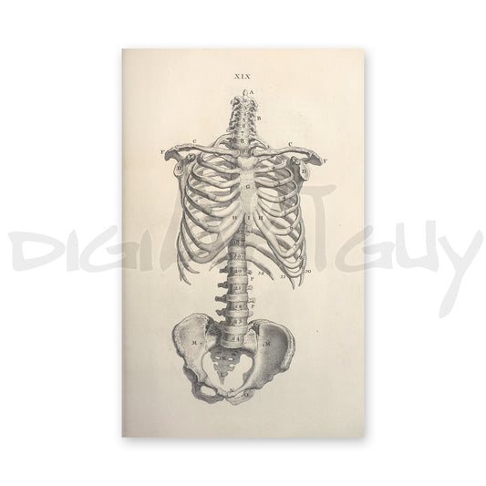 Bone structure of human torso (front), from an old book on osteology