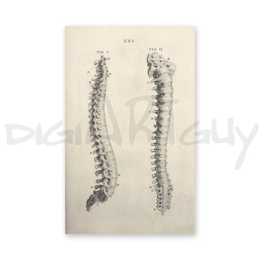 Two human spines seen from different angles, from an old book on osteology